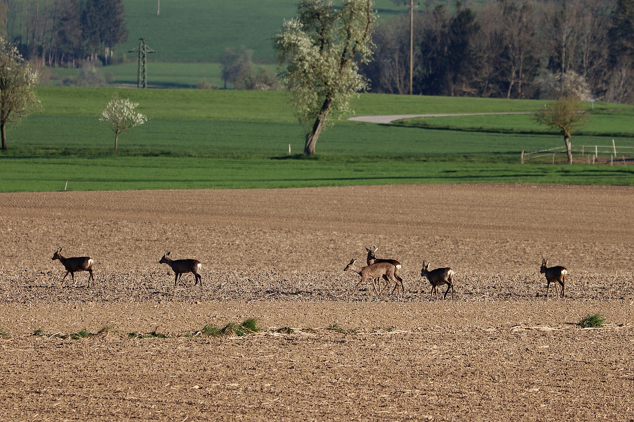 red deer  roe deer  wild animal free photo