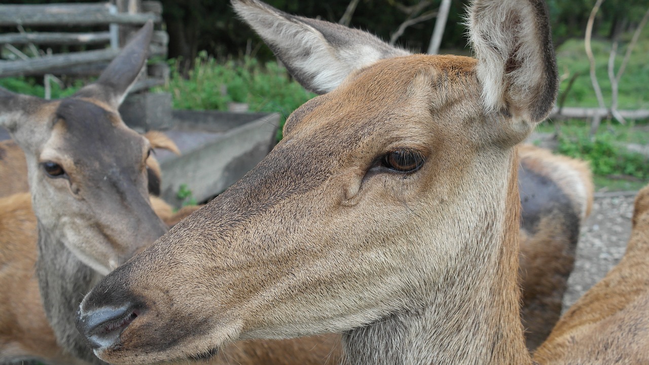 red deer flock hirsch free photo