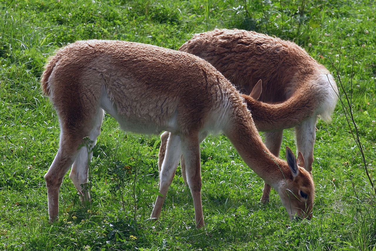 red deer deer forest free photo