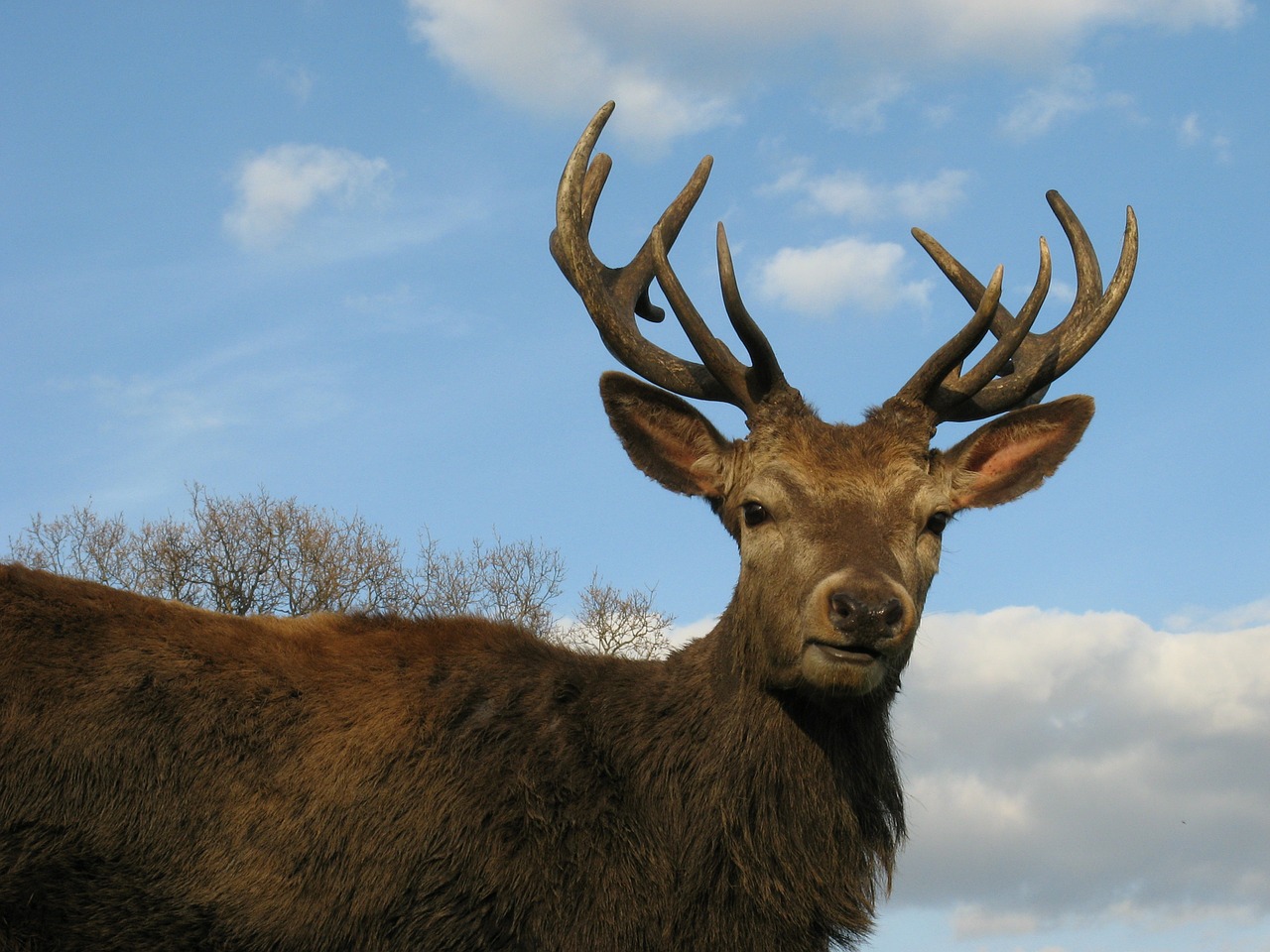 red deer stag park free photo