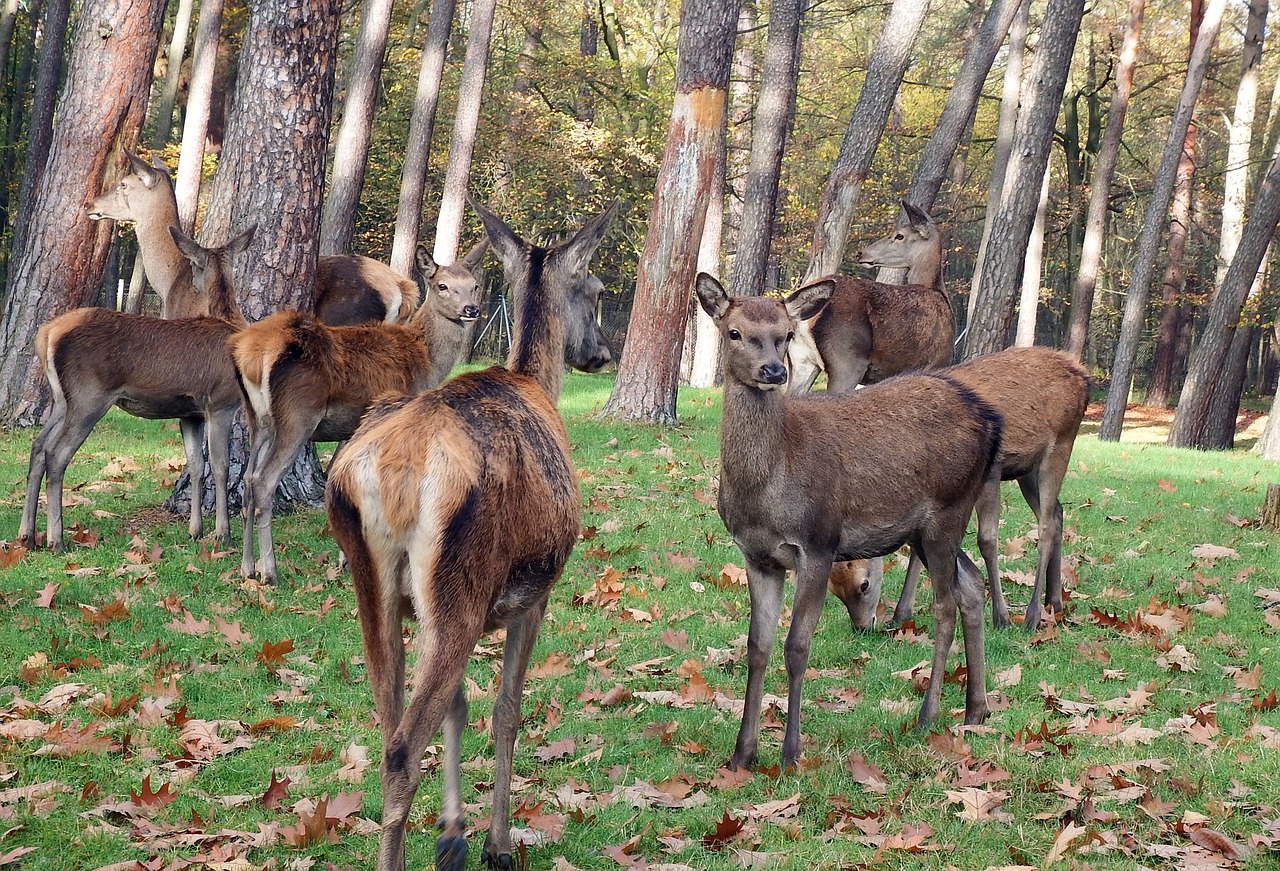red deer group flock free photo
