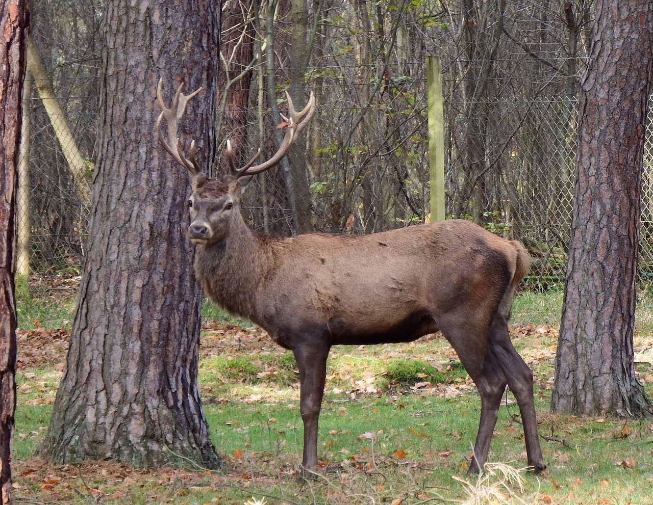 red deer hirsch antler free photo