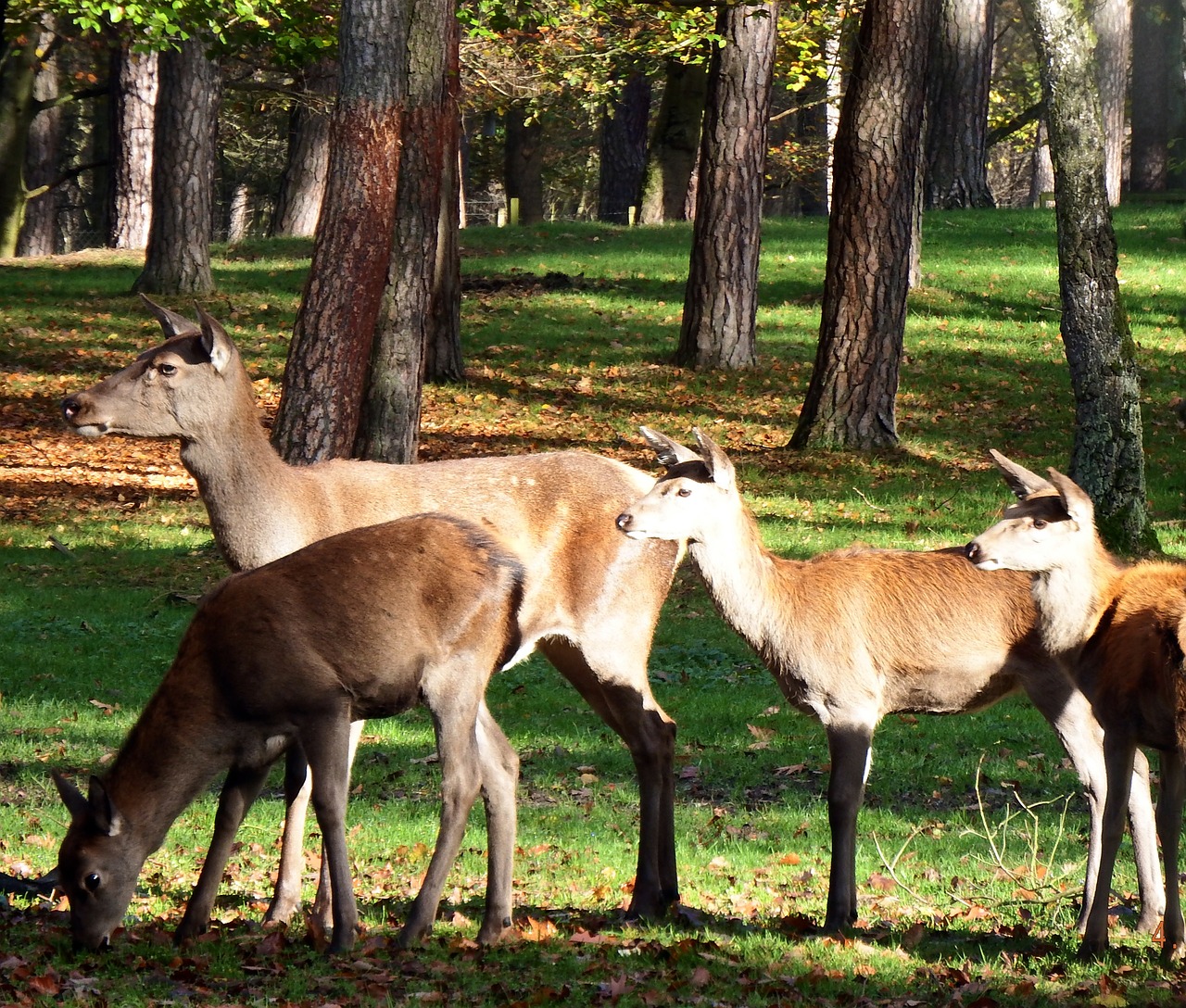 red deer group red deer november free photo