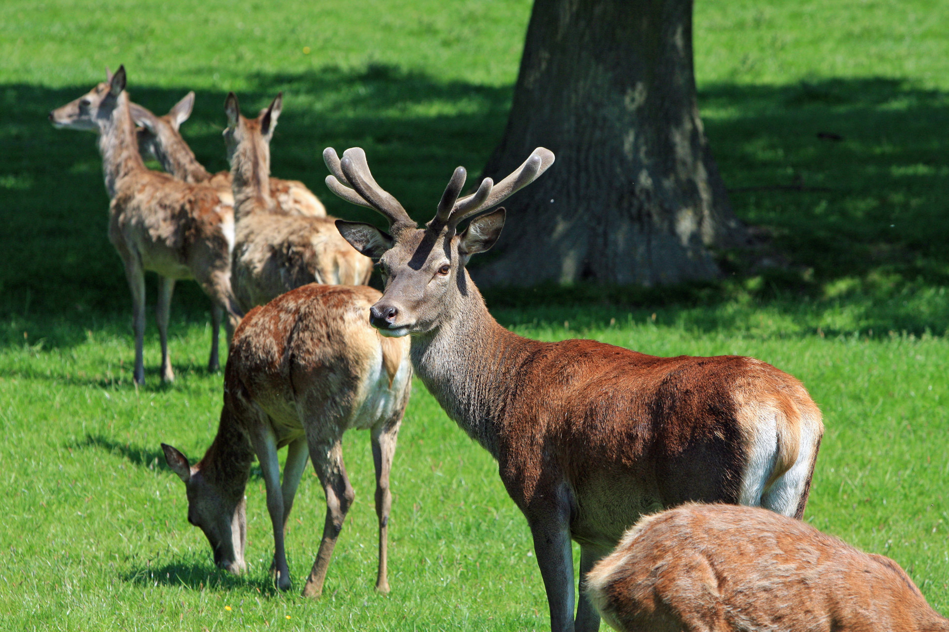 red deer deer herd free photo