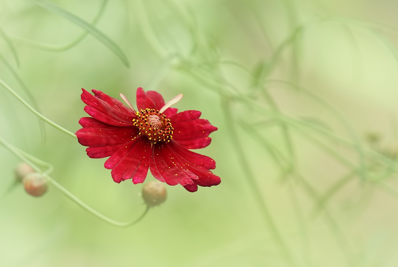 red delight  flowers  red free photo