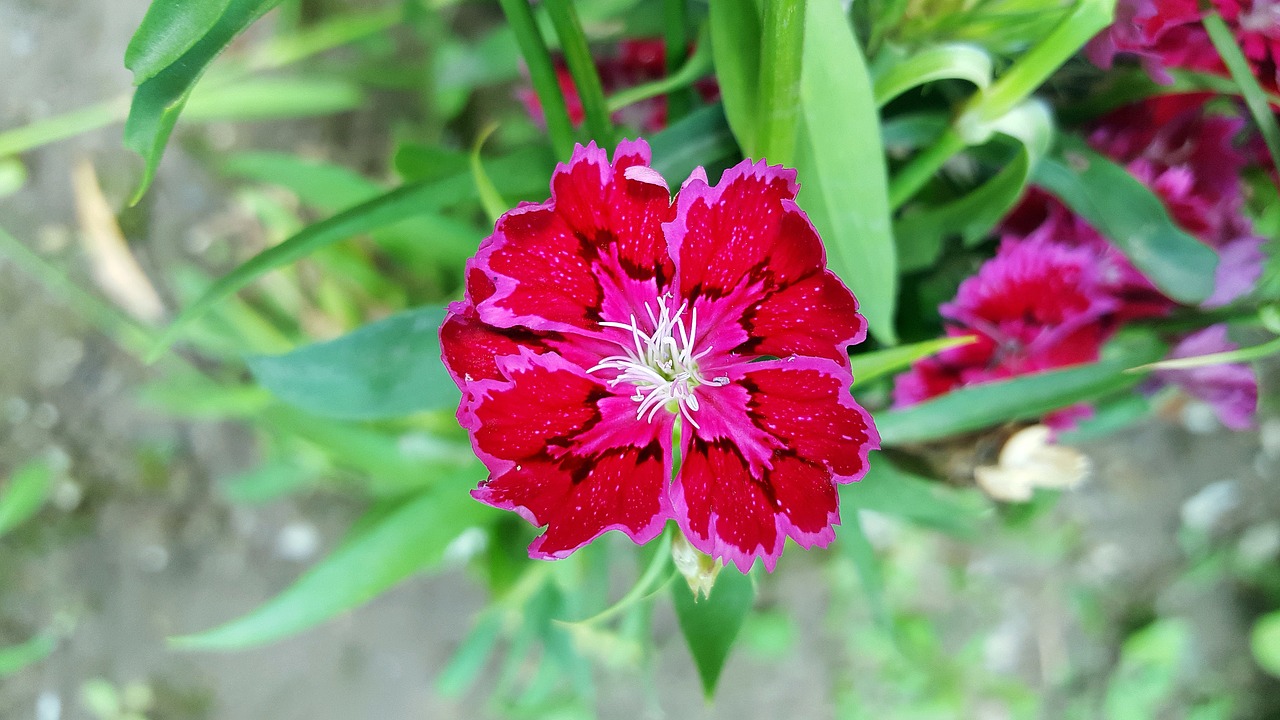 red dianthus dianthus sweet william free photo