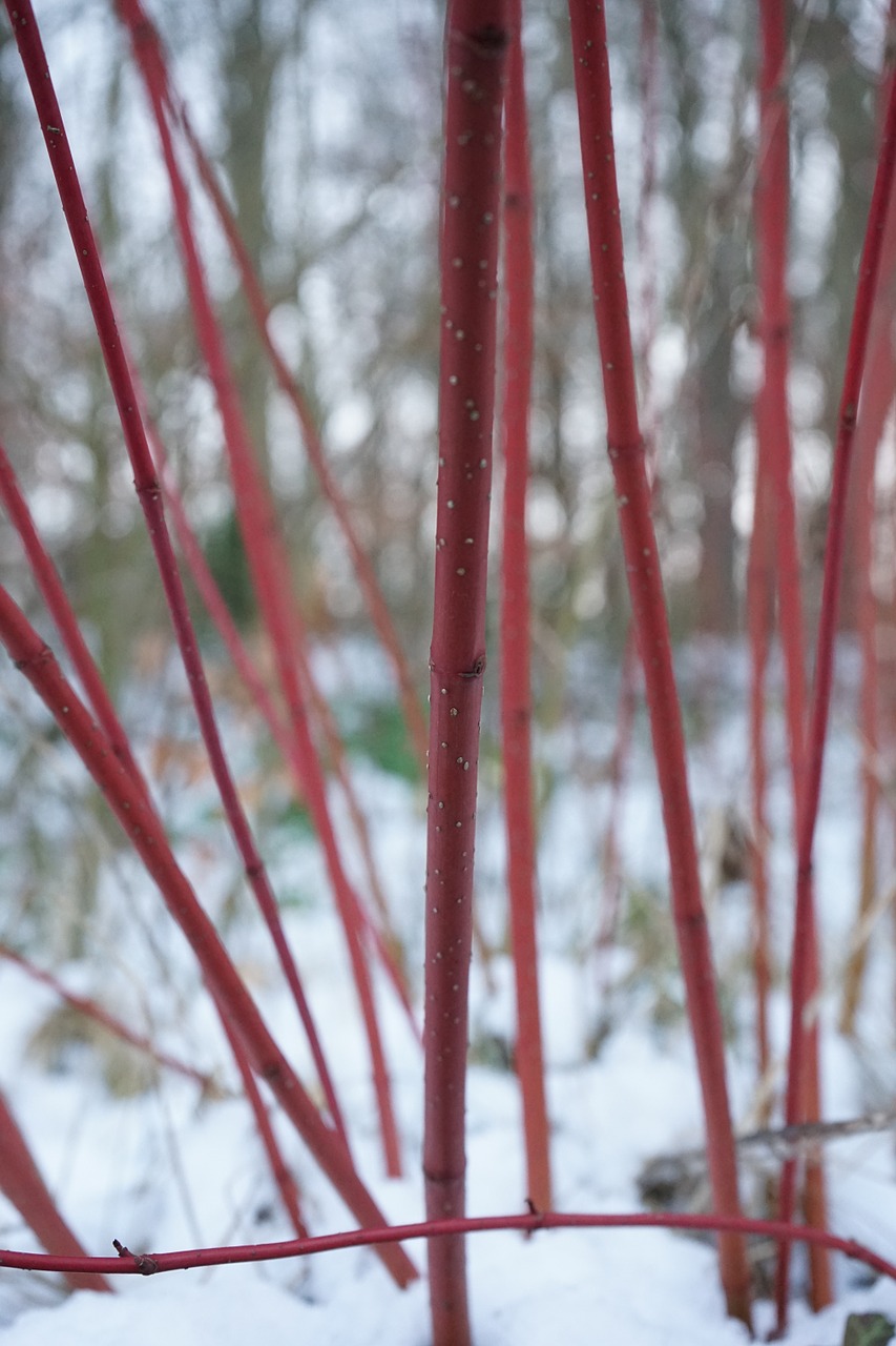 red dogwood bush cornus sanguinea free photo