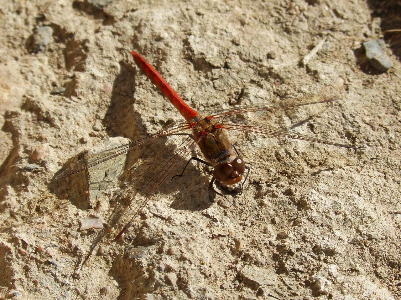 red dragonfly dragonfly insect free photo