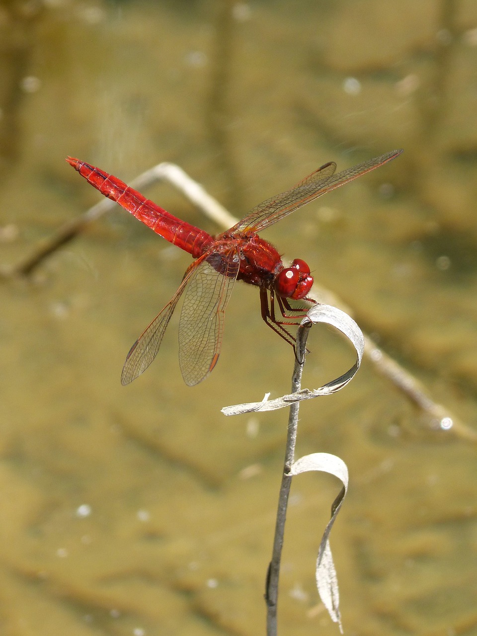 red dragonfly river pond free photo