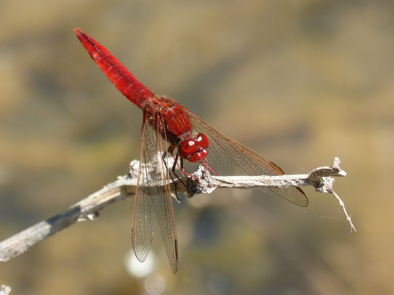 red dragonfly river pond free photo