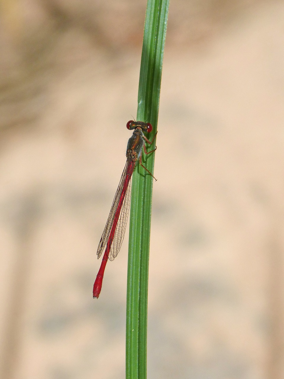 red dragonfly stem winged insect free photo