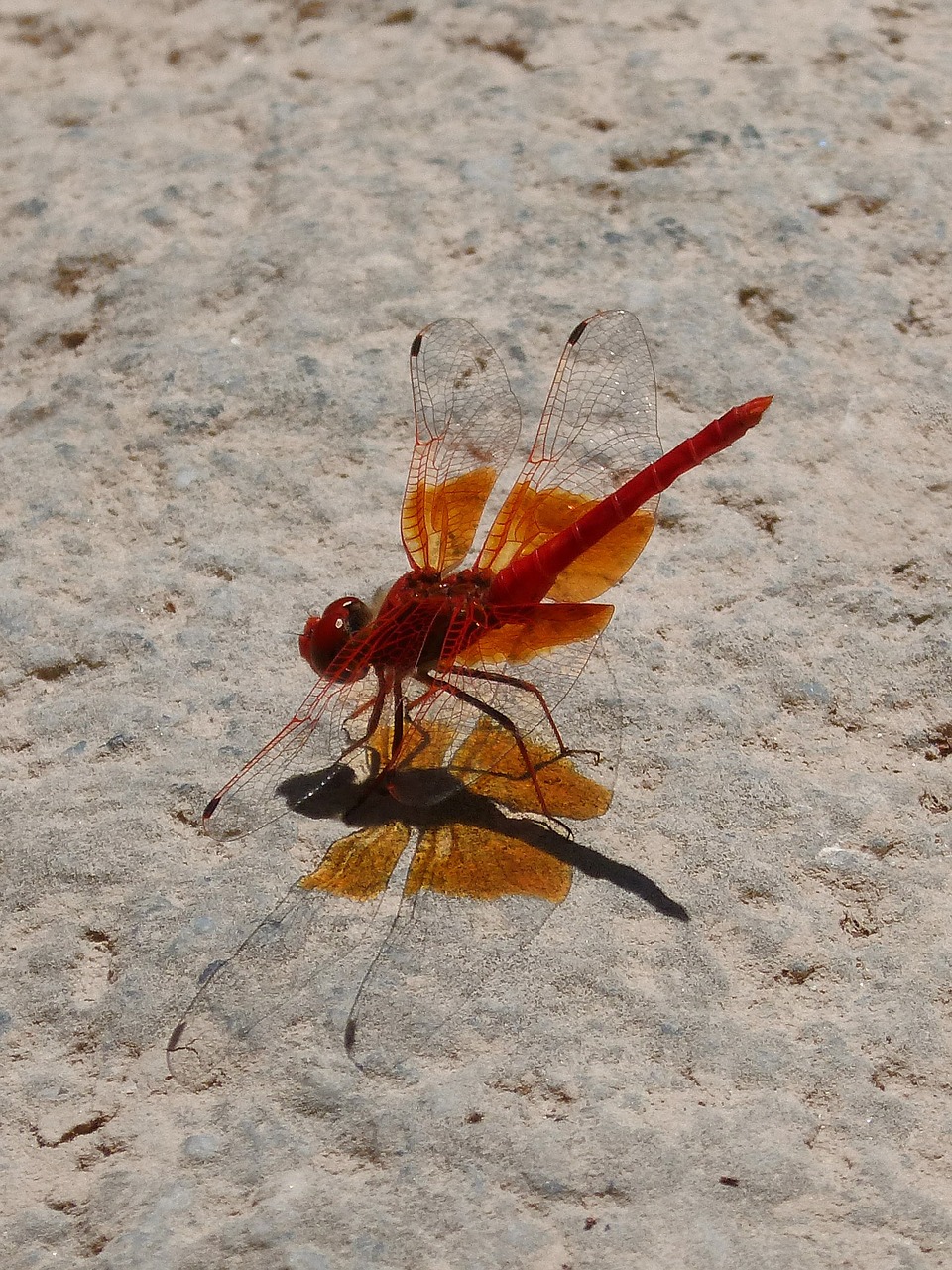 red dragonfly shadow cast dragonfly free photo