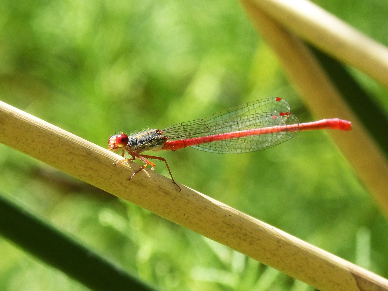 red dragonfly dragonfly stem free photo