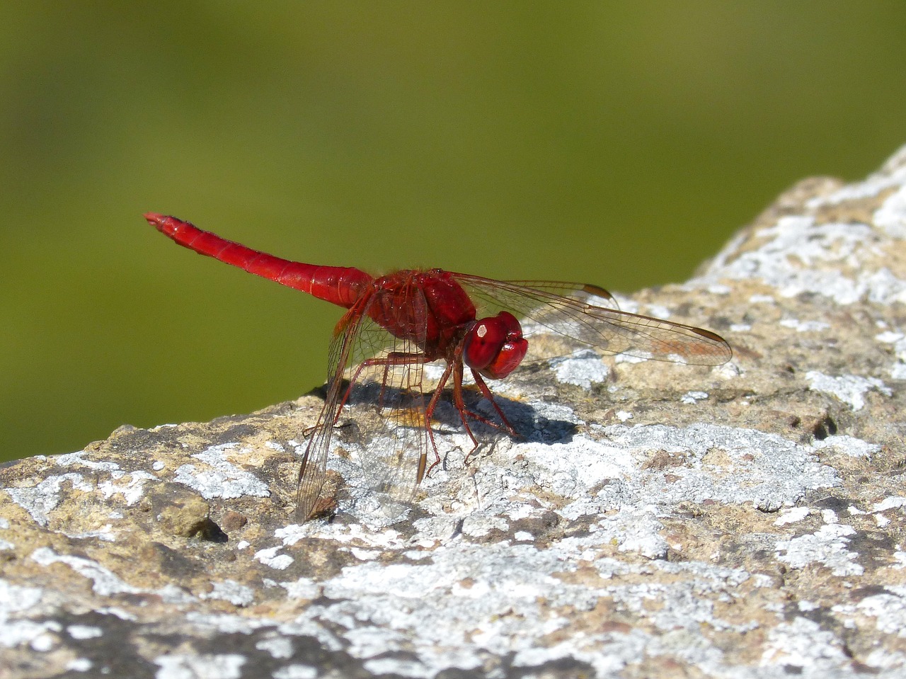 red dragonfly raft dragonfly free photo