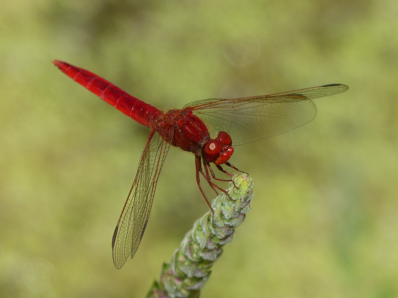 red dragonfly wetland stem free photo