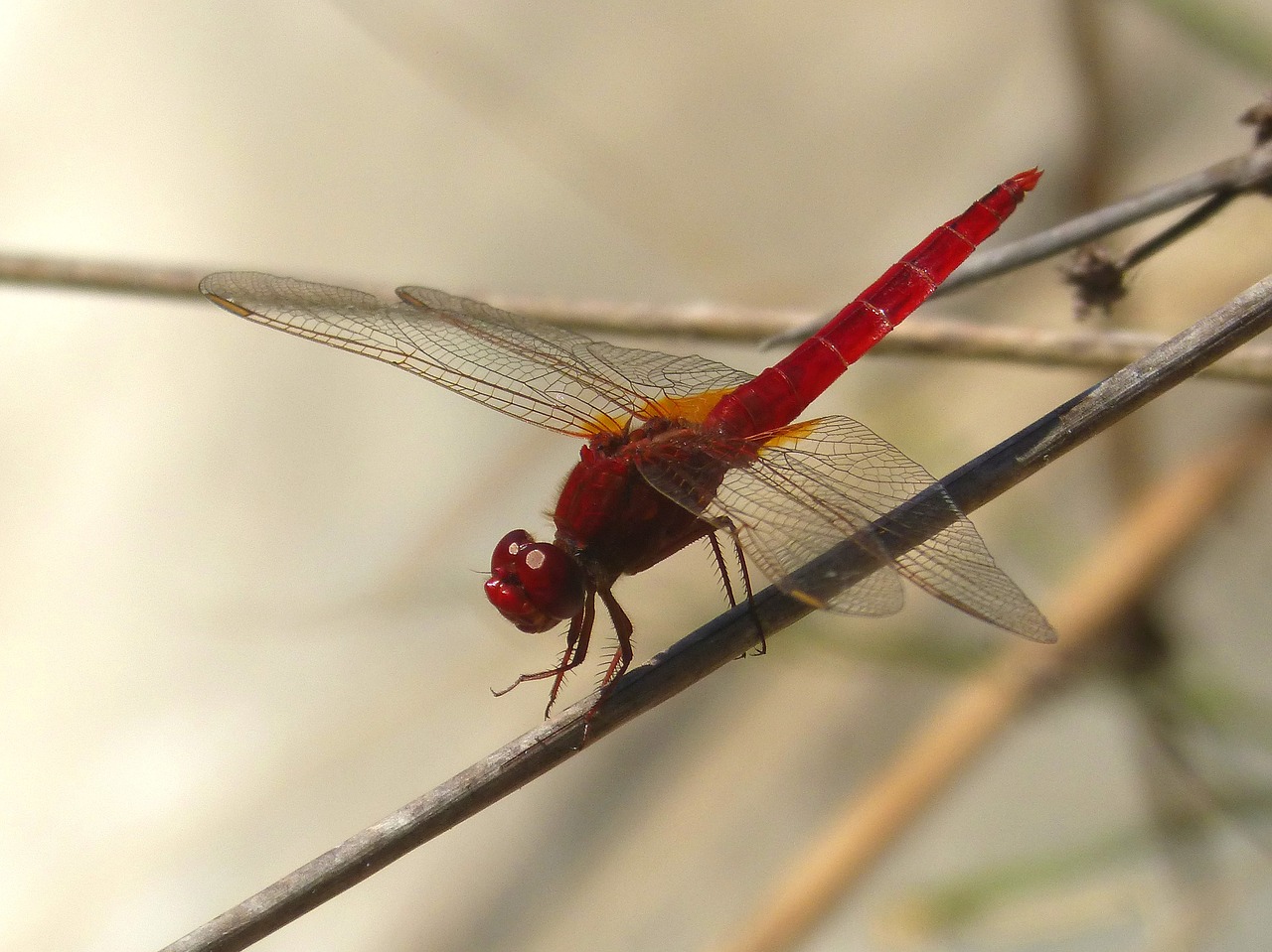 red dragonfly wetland stem free photo