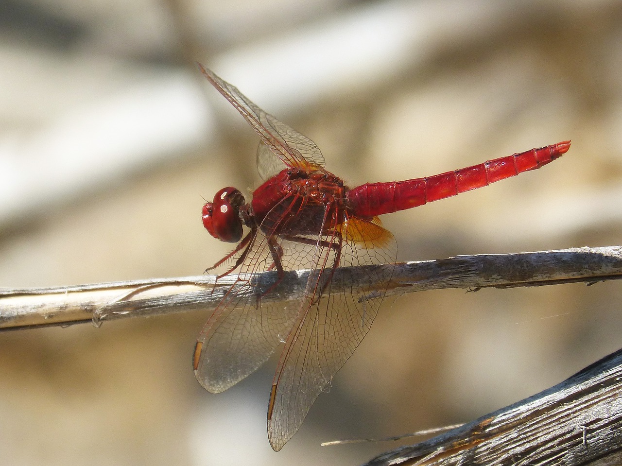 red dragonfly wetland cane free photo