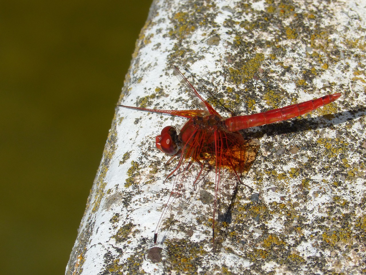 red dragonfly dragonfly raft free photo