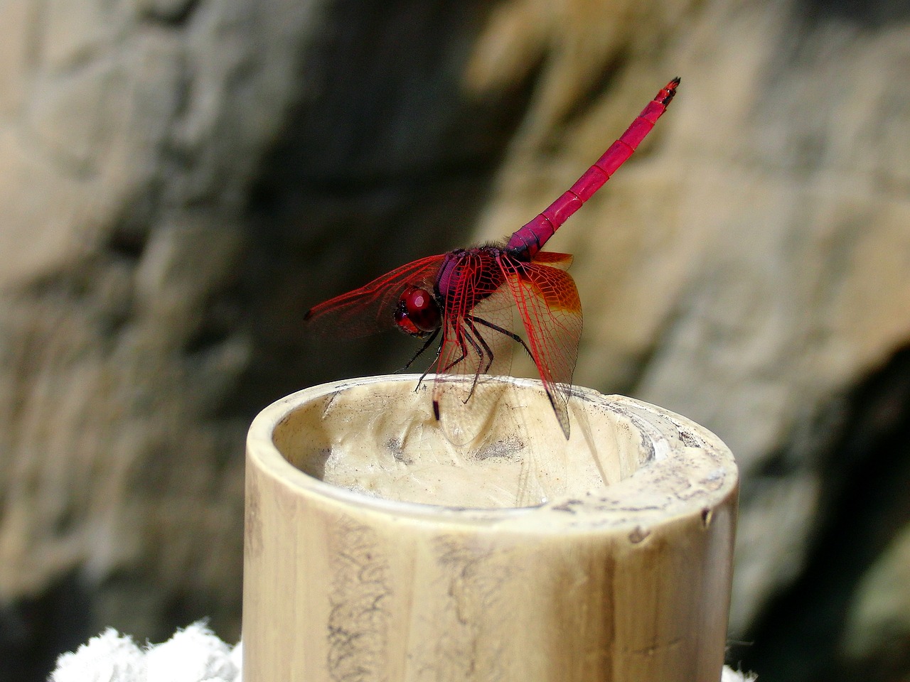 red dragonfly dragonfly insect free photo