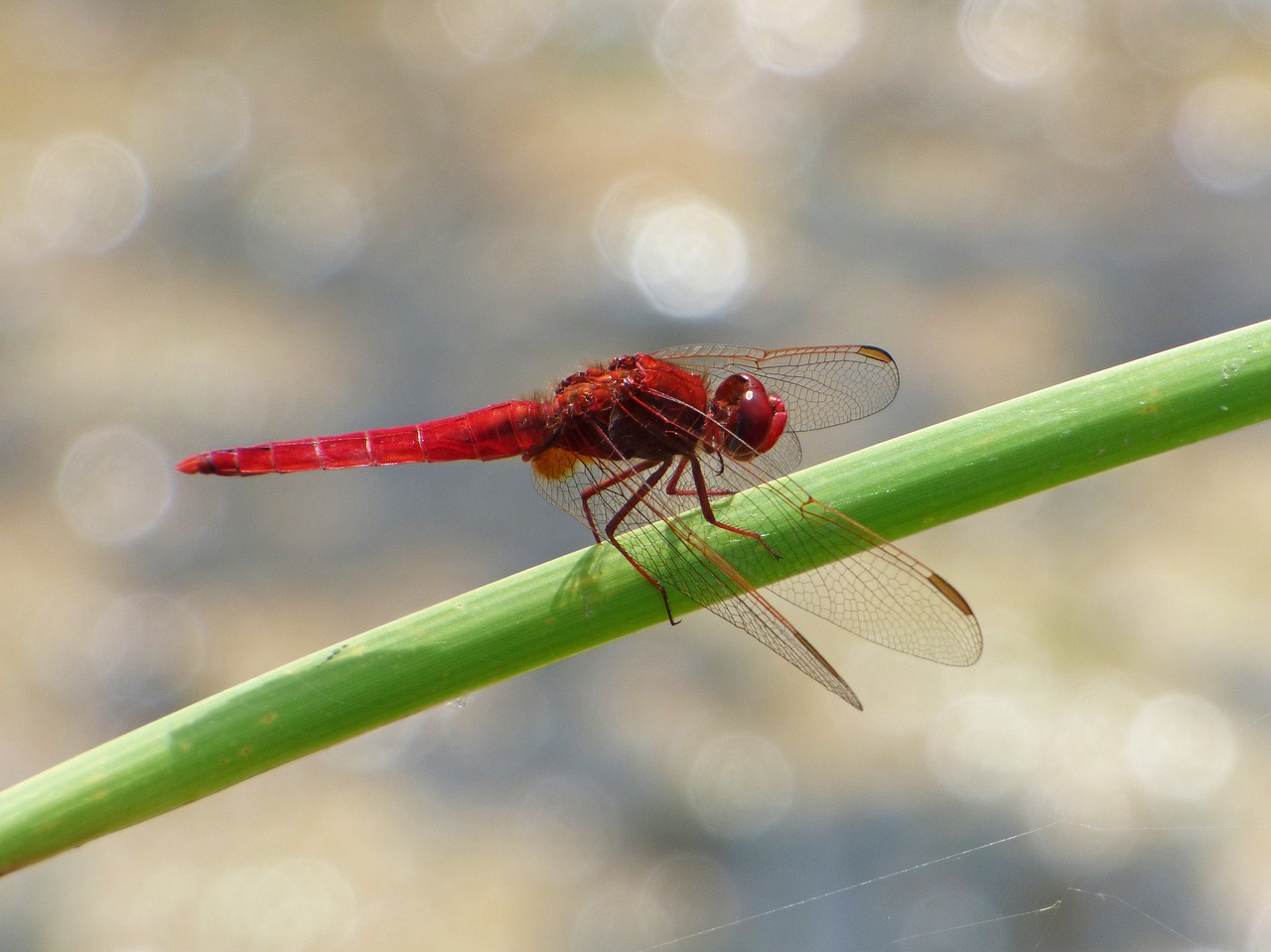 red dragonfly wetland cane free photo