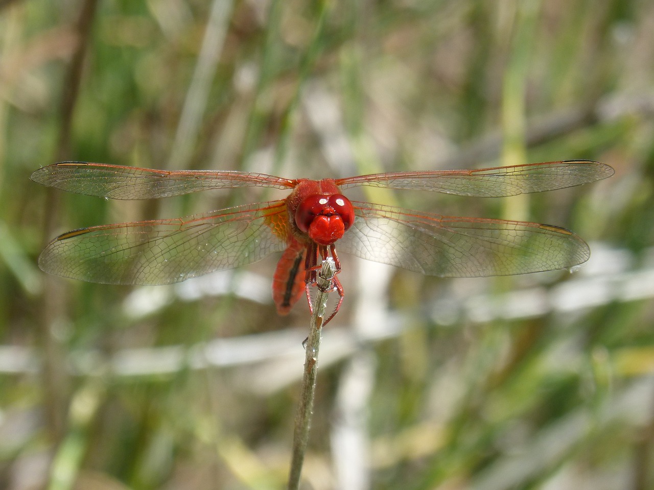 red dragonfly front branch detail free photo