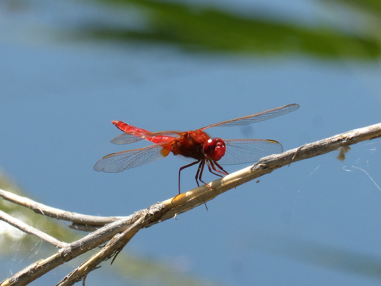 red dragonfly winged insect erythraea crocothemis free photo