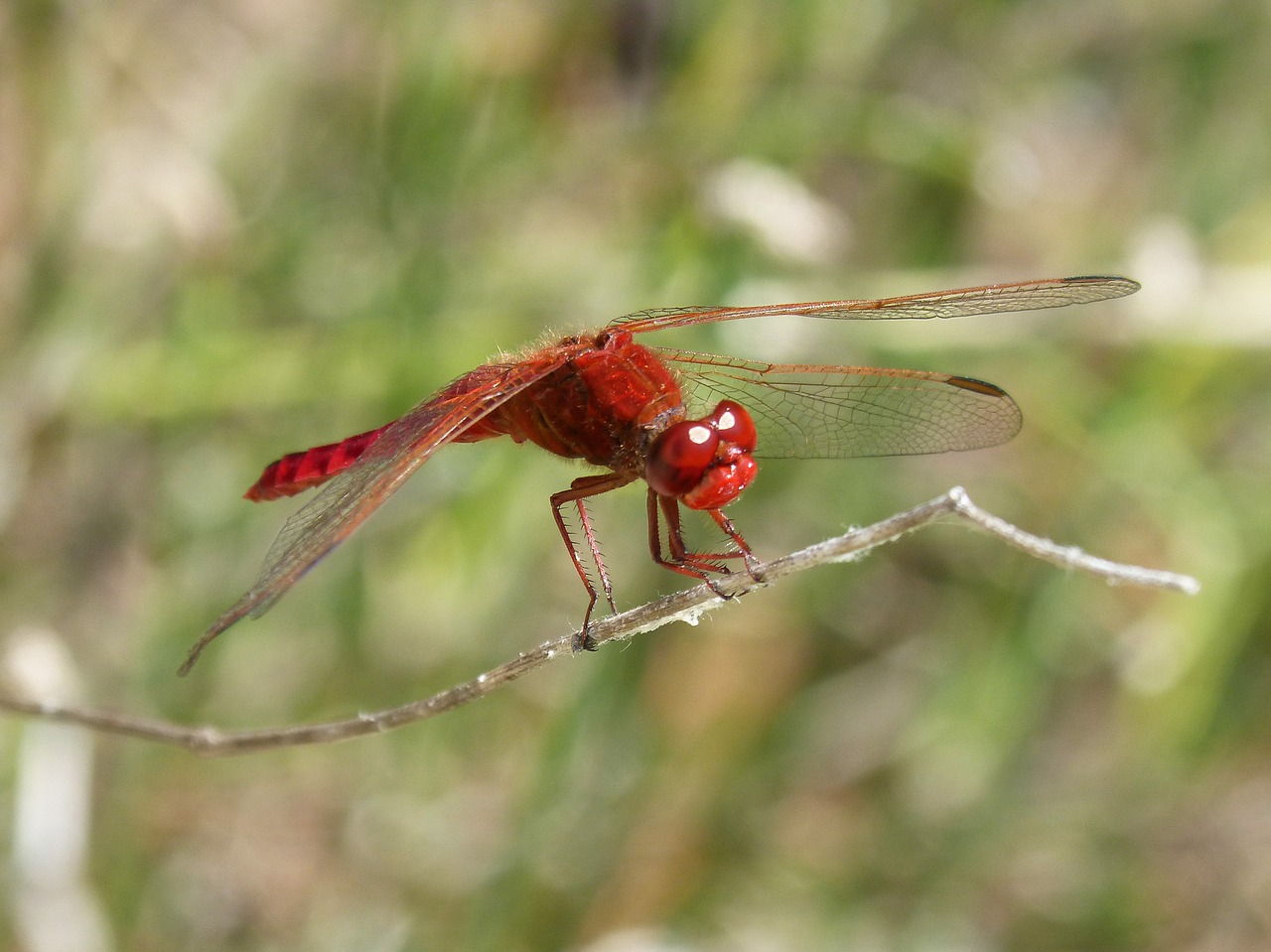 red dragonfly branch wetland free photo