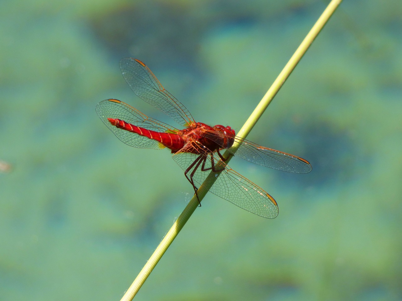 red dragonfly branch wetland free photo