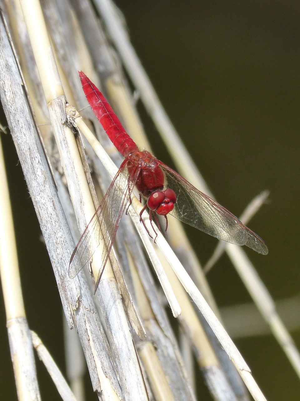 red dragonfly cañas wetland free photo