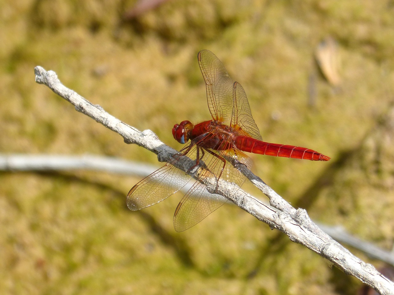 red dragonfly cañas wetland free photo