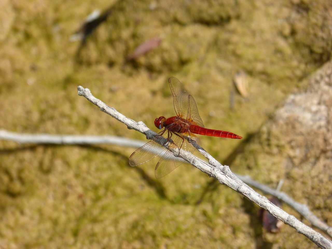 red dragonfly cañas wetland free photo