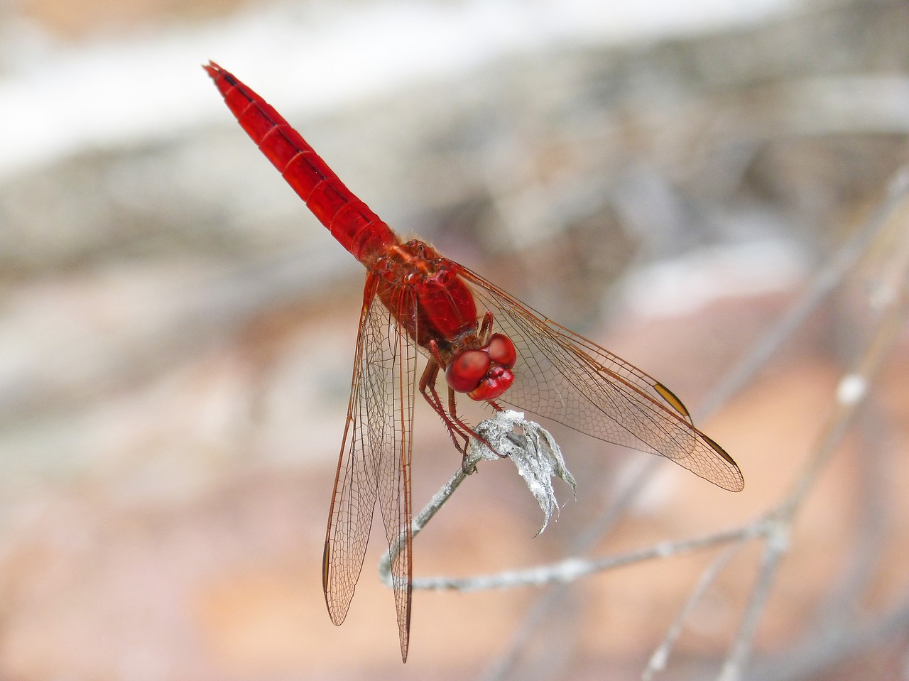 red dragonfly erythraea crocothemis sagnador scarlet free photo