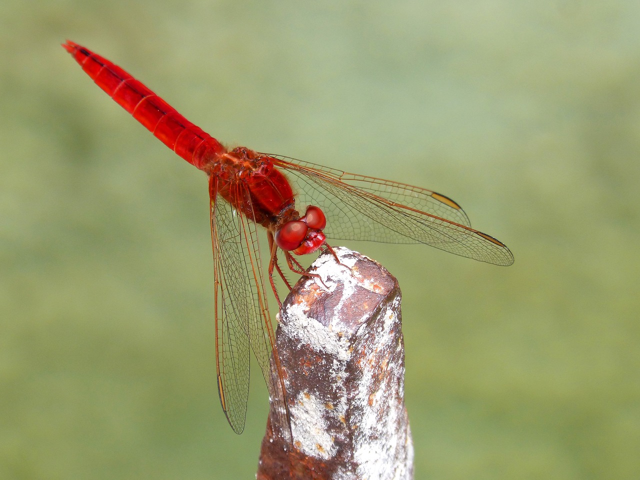 red dragonfly erythraea crocothemis sagnador scarlet free photo