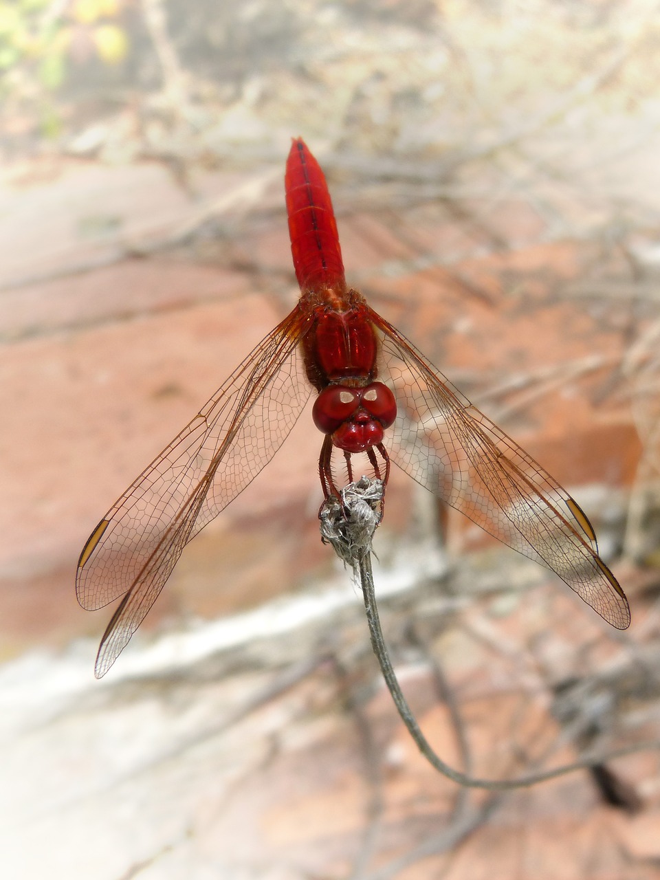 red dragonfly erythraea crocothemis sagnador scarlet free photo