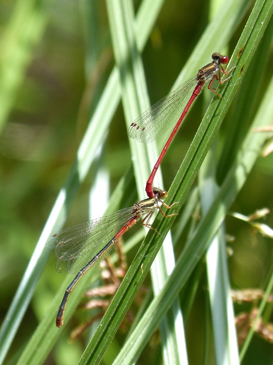 red dragonfly damselfly leaf free photo