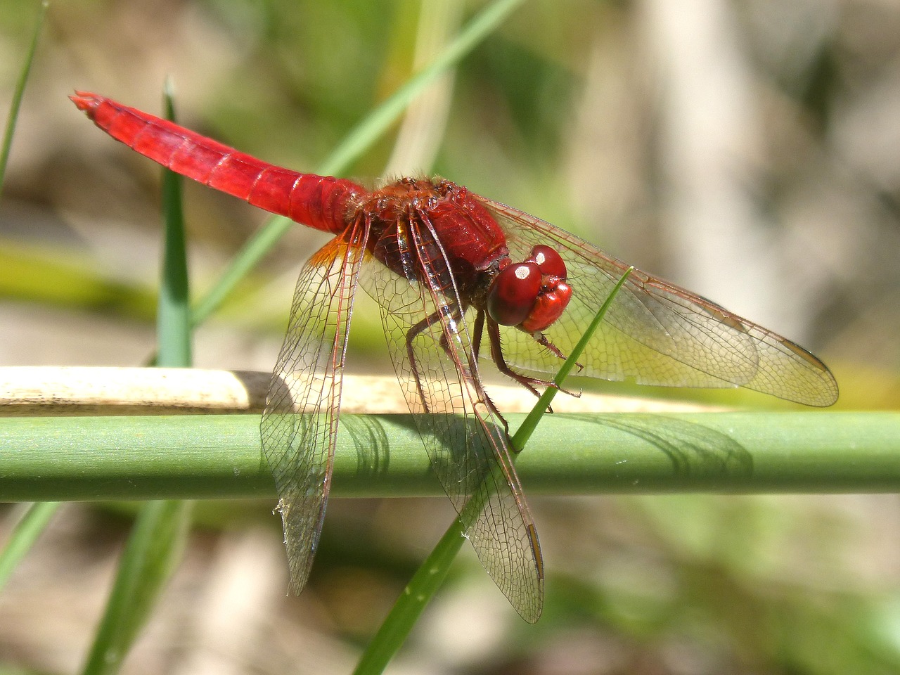 red dragonfly stem erythraea crocothemis free photo
