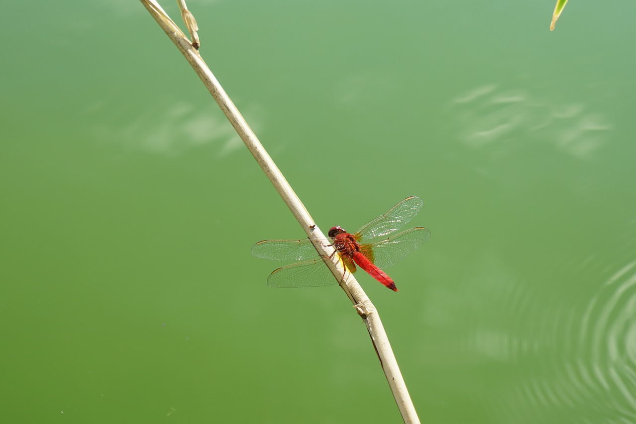red dragonfly insect wildlife photography free photo