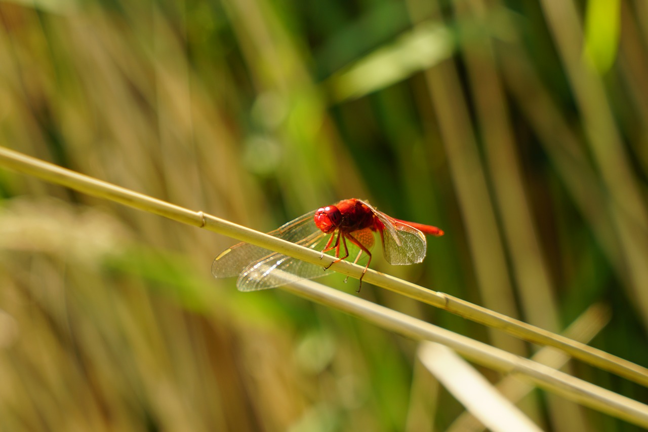 red dragonfly insect wildlife photography free photo