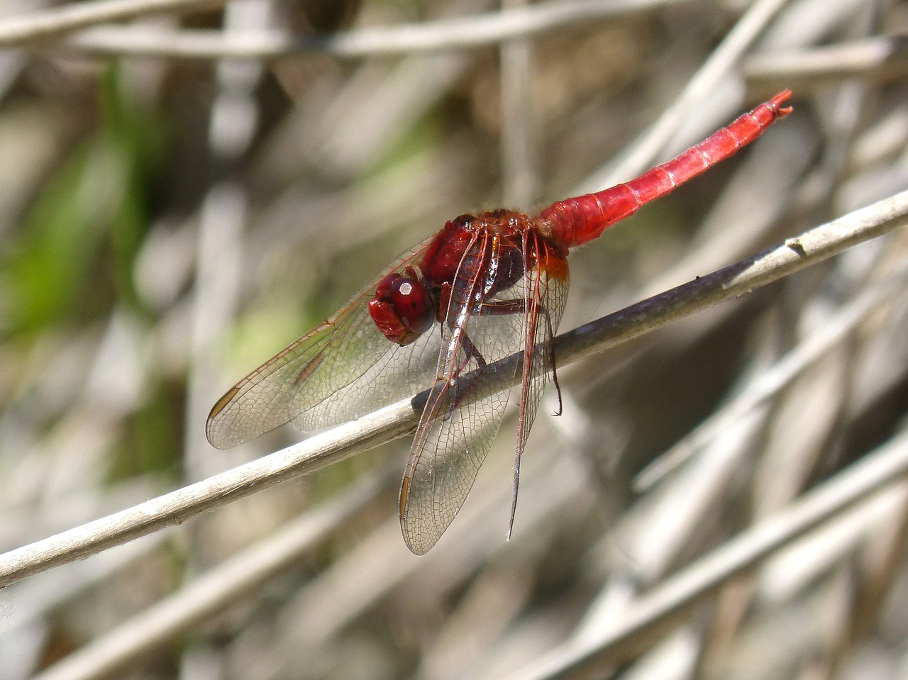 red dragonfly stem erythraea crocothemis free photo