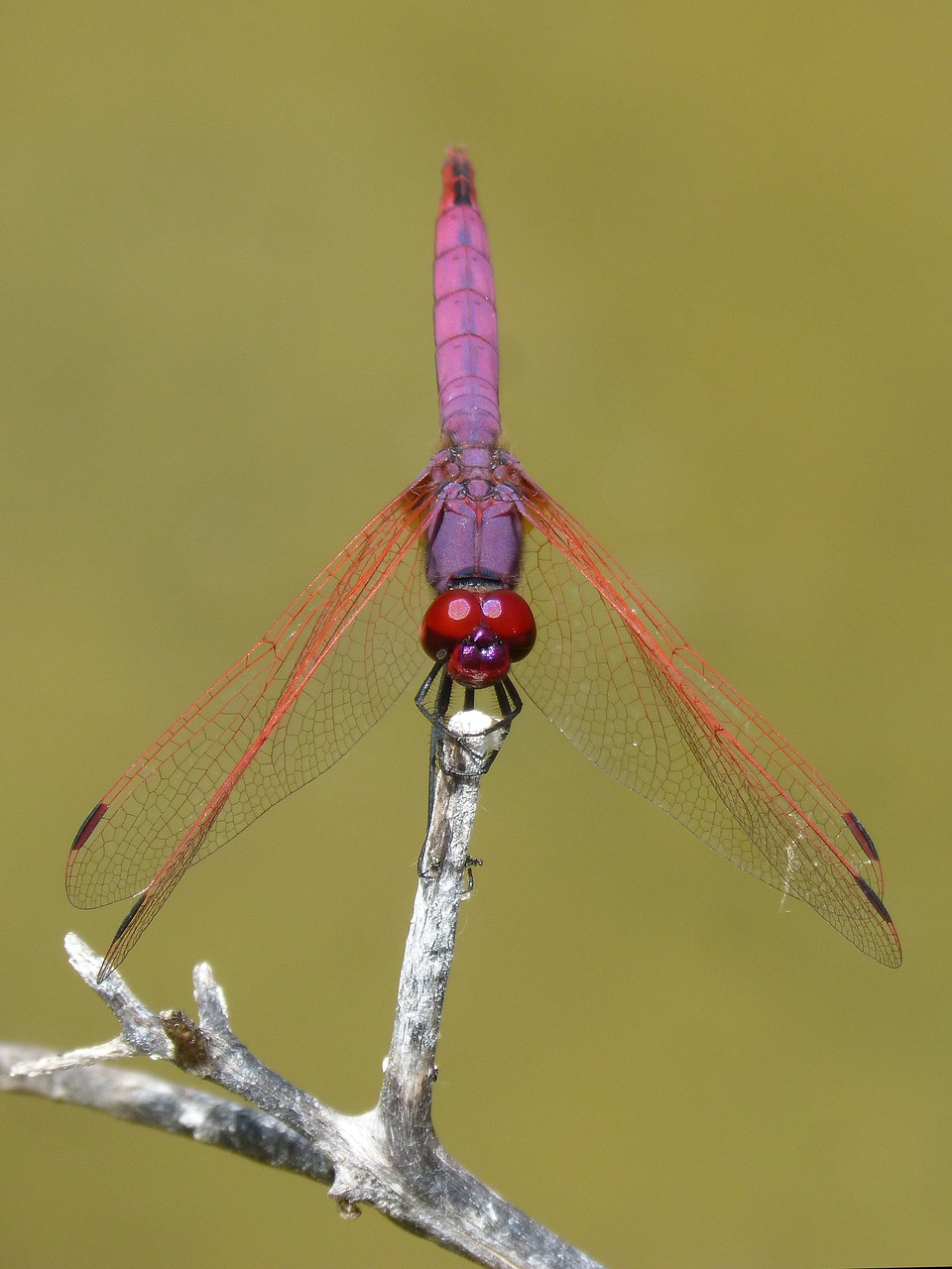 red dragonfly pipe vinous annulata trithemis free photo