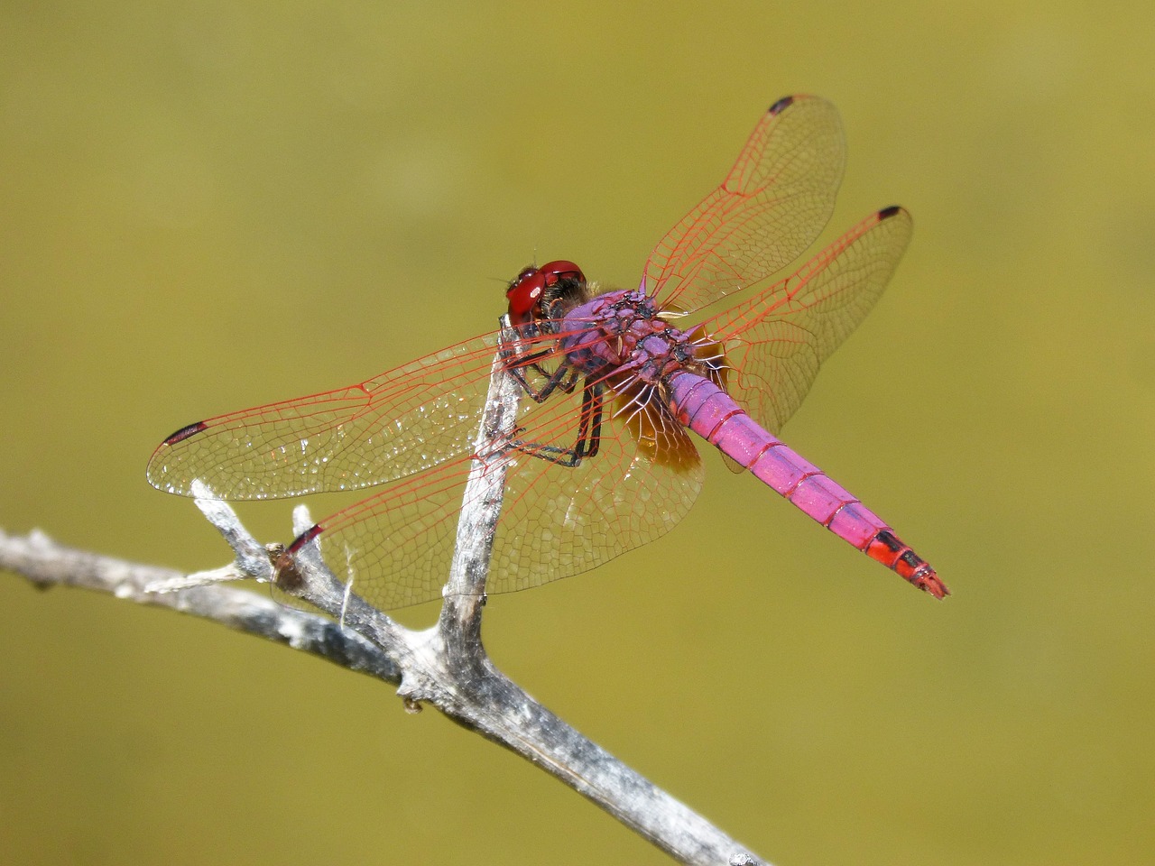 red dragonfly pipe vinous annulata trithemis free photo