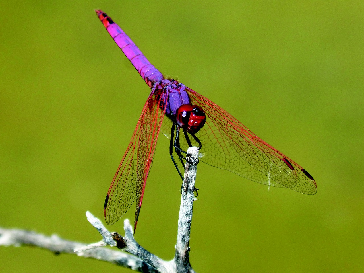 red dragonfly pipe vinous annulata trithemis free photo