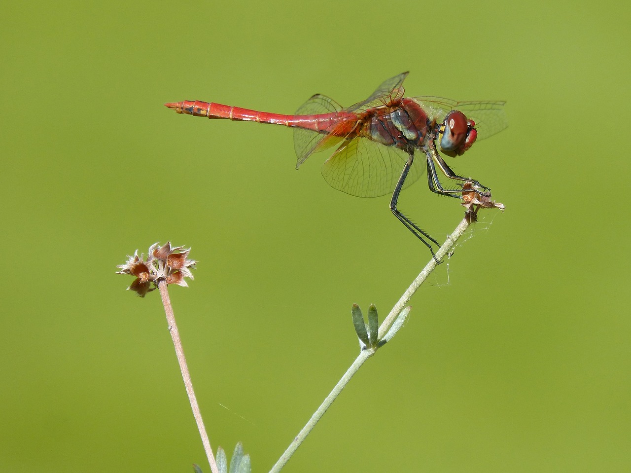 red dragonfly branch greenery free photo