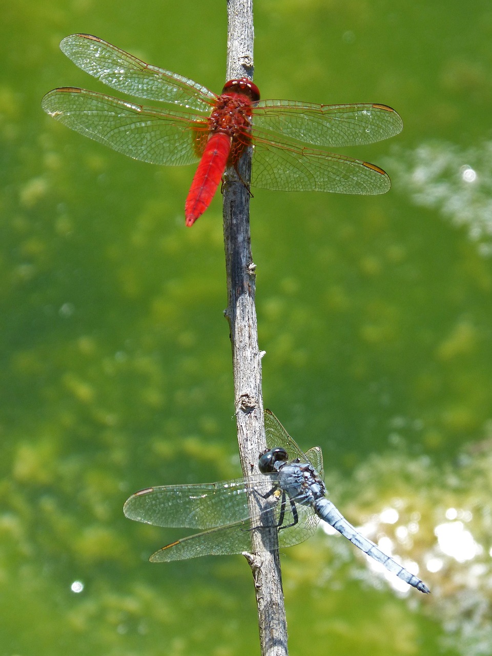 red dragonfly blue dragonfly two dragonflies free photo