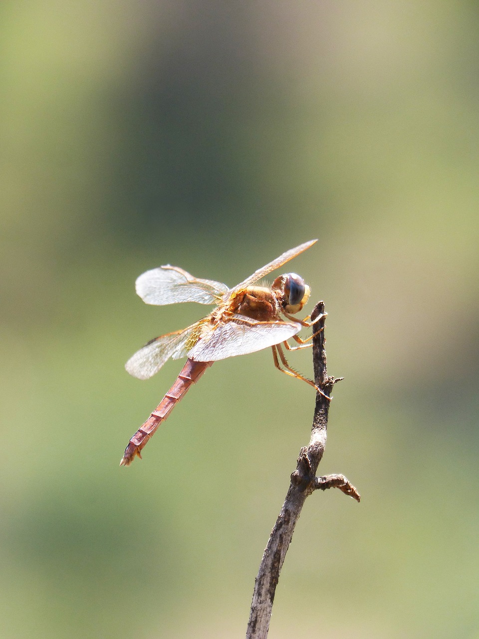 red dragonfly branch backlight free photo