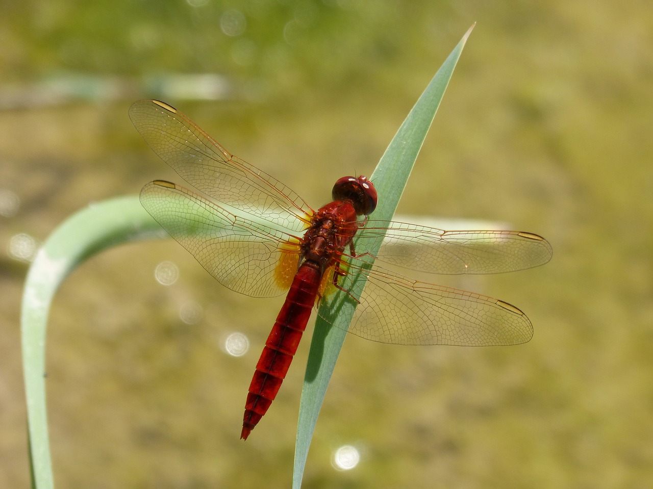 red dragonfly leaf wetland free photo