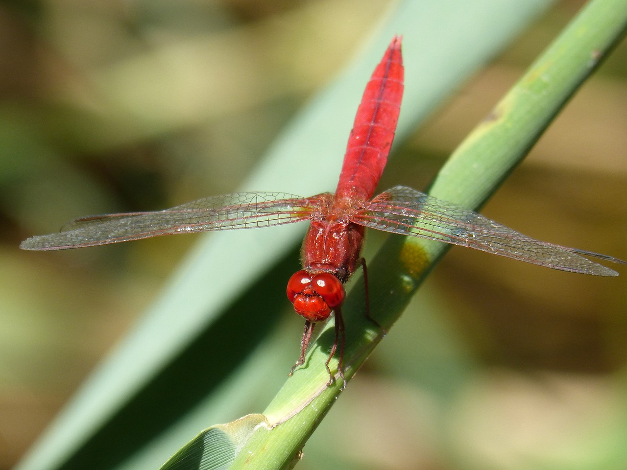 red dragonfly leaf wetland free photo