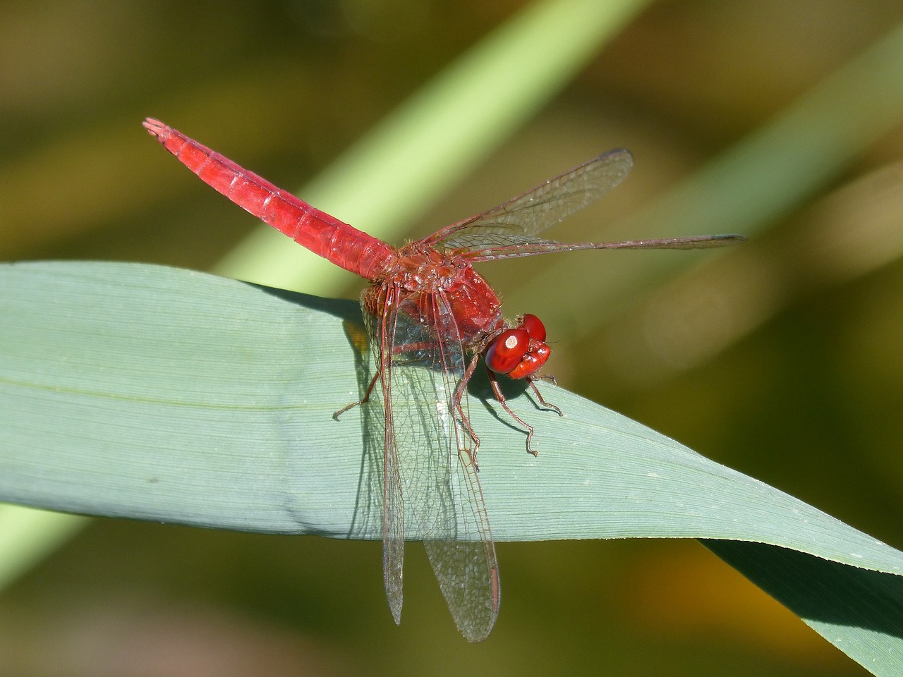 red dragonfly leaf wetland free photo