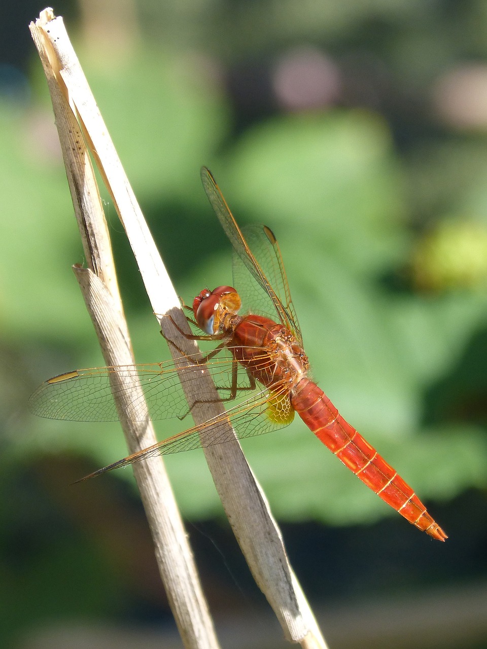 red dragonfly stem wetland free photo