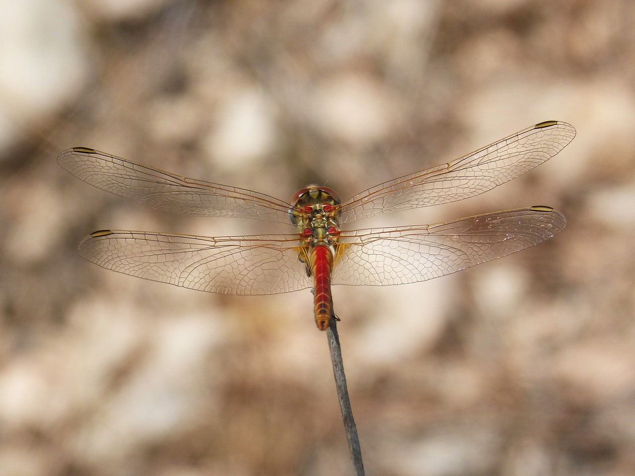 red dragonfly sympetrum fonscolombii winged insect free photo